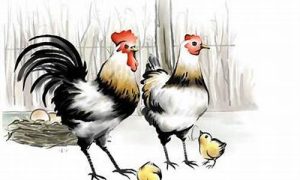 梦到鸡(梦到鸡是什么征兆周公解梦)-命理之家