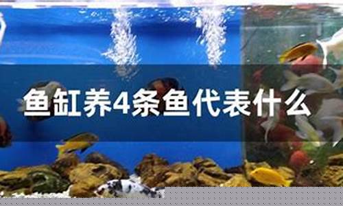图片[1]-鱼如何放(鱼如何放冰箱保鲜)-命理之家