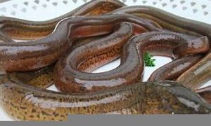 梦到黄鳝(梦到黄鳝咬自己是什么意思)-命理之家