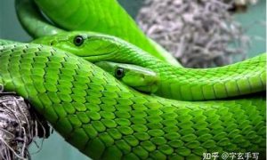 男人做梦梦到蛇是什么意思(男人做梦梦到蛇是什么意思解梦)-命理之家