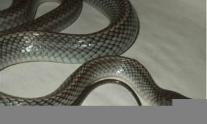 梦到蛇是什么征兆(梦到蛇是什么征兆 周公解梦)-命理之家