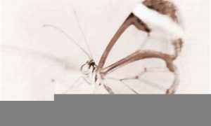 梦到蝴蝶代表什么预兆(蝴蝶在玄学里的寓意)-命理之家