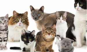 梦到好多猫(梦到好多猫猫狗狗什么意思)-命理之家