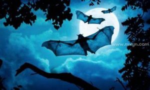 梦到蝙蝠(梦到蝙蝠是什么预兆)-命理之家