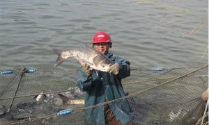 做梦梦到抓鱼(做梦梦到抓了好多鱼是什么意思周公解梦)-命理之家