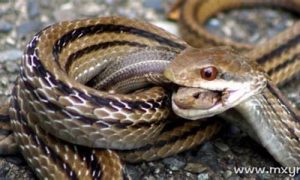 男人梦到蛇(男人梦到蛇好不好)-命理之家