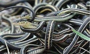 梦到蛇预示着什么(梦到蛇追着我跑是什么意思)-命理之家