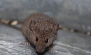 梦到被老鼠咬(孕妇梦到被老鼠咬)-命理之家