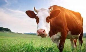 做梦梦到牛是什么意思(做梦梦到牛追我攻击我)-命理之家