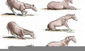 马如何摆放(马怎么摆放)-命理之家