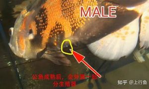 鱼如何放(鱼如何放冰箱保鲜)-命理之家