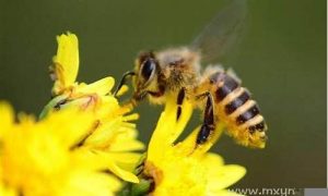 梦到蜜蜂(梦到蜜蜂一直缠着自己赶不走)-命理之家