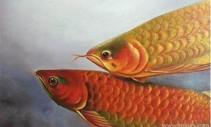 梦到鱼(梦到鱼和水预示着什么)-命理之家