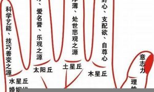 如何看掌纹线算命图解(掌纹怎么看才有财运)-命理之家