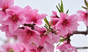 如何化解桃花劫(女人桃花劫会发生什么)-命理之家