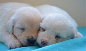 梦到狗狗(梦到狗狗生了一窝狗崽)-命理之家