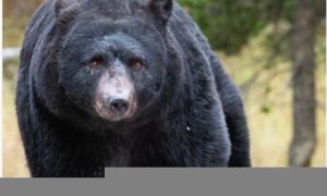 梦到黑熊(梦到黑熊进屋什么预兆)-命理之家