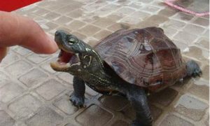 做梦梦到乌龟是什么预兆(做梦梦到甲鱼是什么预兆解梦)-命理之家