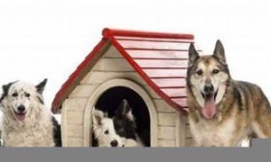 梦到很多狗(梦见很多狗围着自己但又不咬)-命理之家