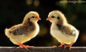 梦到小鸡(梦到小鸡仔预示着什么)-命理之家