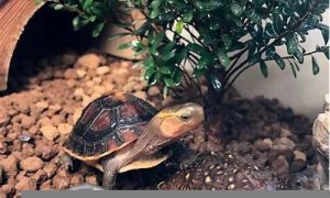 风水乌龟如何摆放位置(乌龟风水摆件)-命理之家