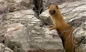 梦到黄鼠狼(梦到黄鼠狼是什么意思)-命理之家