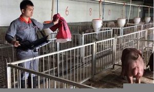 猪事业如何(猪适合做什么行业)-命理之家