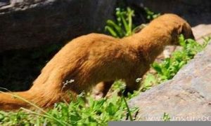 梦到黄鼠狼是什么意思(梦到黄鼠狼是什么意思啊)-命理之家