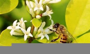 梦到被蜜蜂蛰是什么意思(梦见自己被黄蜂蛰预示什么)-命理之家