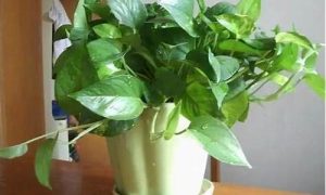 霉运 如何化解(霉运化解法)-命理之家