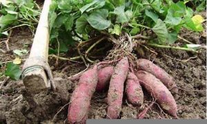 梦到挖红薯是什么意思(梦到挖红薯是什么意思呀)-命理之家