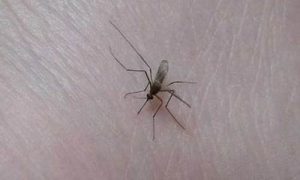 梦到蚊子(梦见蚊子成群密密麻麻)-命理之家