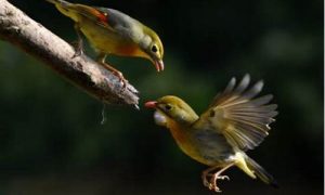 梦到鸟(梦到鸟飞进家里是什么预兆)-命理之家