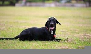 梦到黑狗(梦到黑狗是什么意思)-命理之家