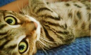 梦到捡到一个小孩(梦到捡到一个小孩带回家)-命理之家