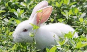 梦到兔子是什么征兆(梦到兔子是什么征兆 男性解梦)-命理之家