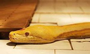 梦里梦到蛇有什么预兆(女人梦见蛇是什么预兆)-命理之家