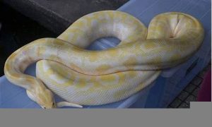 梦到大蟒蛇(梦到大蟒蛇追我预示着什么)-命理之家