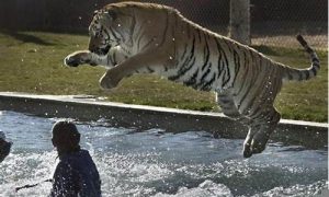 梦到被老虎追(梦到被老虎追着跑预示着什么)-命理之家