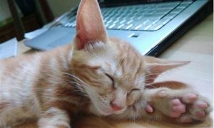 梦到猫缠着自己赶不走(梦到猫缠着自己赶不走还咬我)-命理之家