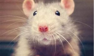 梦到老鼠跑来跑去(梦到老鼠跑来跑去)-命理之家