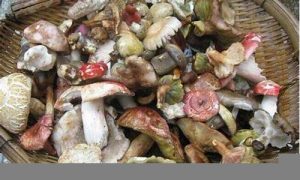 梦到捡菌子是什么意思(梦到捡菌子是什么意思周公解梦)-命理之家