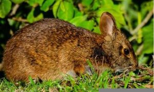 水兔命如何(水兔命怎么样)-命理之家