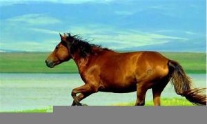 梦到马(梦到马是什么征兆 男性)-命理之家