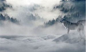 梦到狼(梦到狼是什么预兆)-命理之家