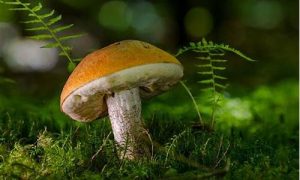 梦到捡蘑菇(梦见捡蘑菇是什么预兆)-命理之家