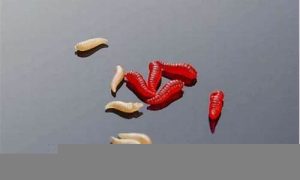 梦到蛆(梦到蛆爬到身上预示着什么)-命理之家