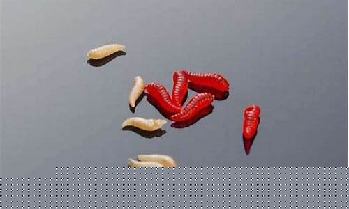 梦到蛆(梦到蛆爬到身上预示着什么)-命理之家