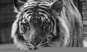 虎命如何(虎命运如何)-命理之家