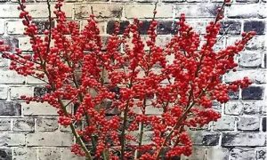 桃花枝如何摆(桃花枝放在什么方位)-命理之家